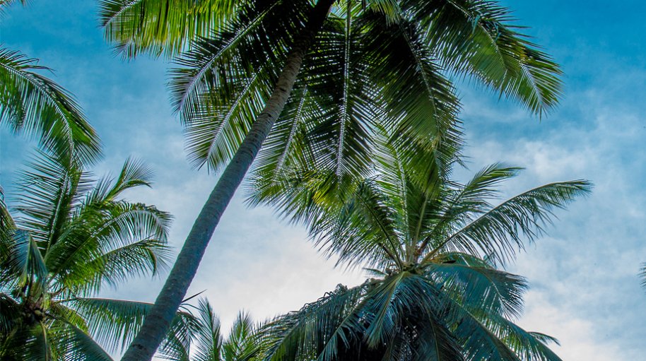 Portfolios - Kurunegala plantations