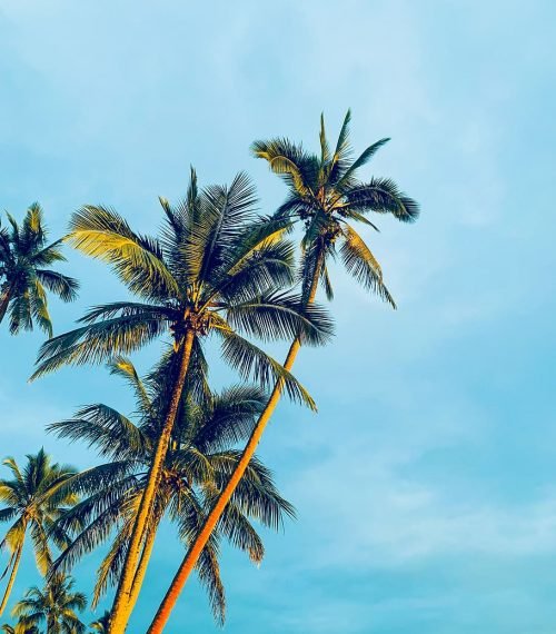 coconut-trees-under-blue-sky-during-daytime